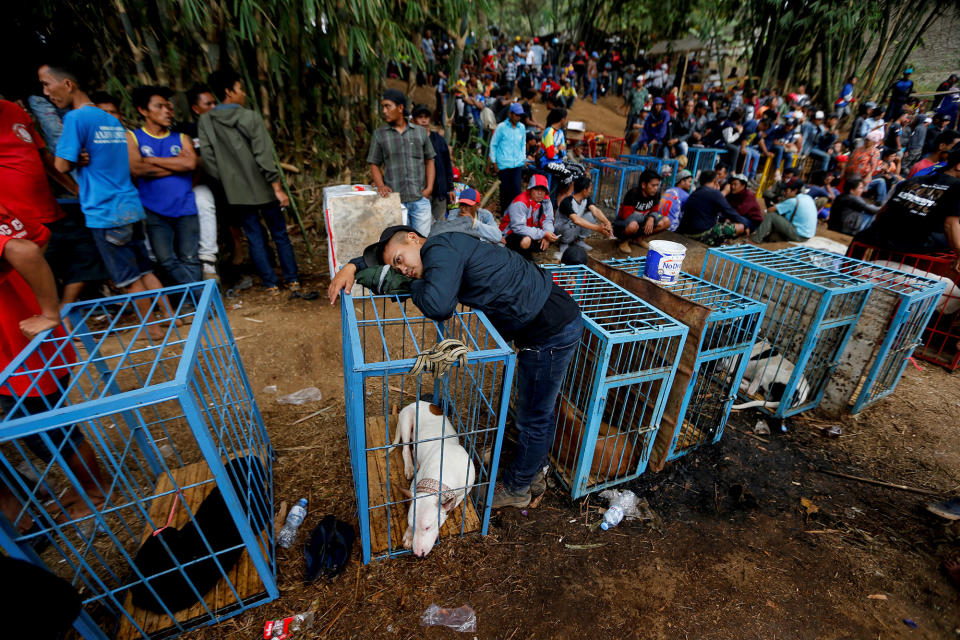 <p>A dog-handler leans on a dog cage during a fight contest between dogs and captured wild boars, known locally as ‘adu bagong’ (boar fighting), in Cikawao village of Majalaya, West Java province, Indonesia, Sept. 24, 2017. (Photo: Beawiharta/Reuters) </p>