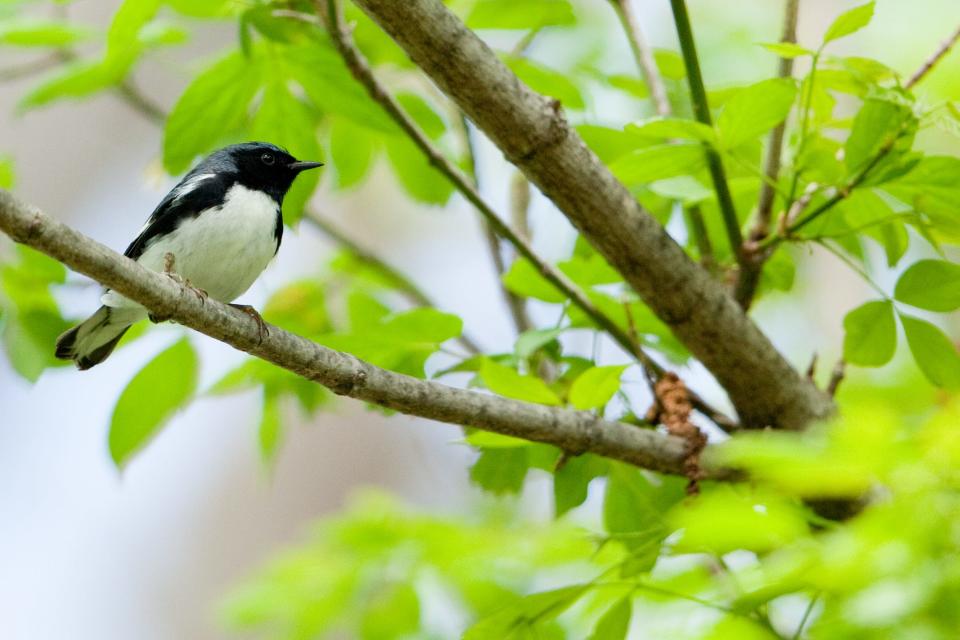 Visitors to Magee Marsh Wildlife Area were able to see dozens of migratory birds this week, including the black-throated blue warbler pictured here.