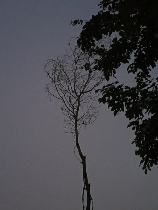 Dried tree in eerie lighting captured with Blackview N6000 tiny rugged Android phone.