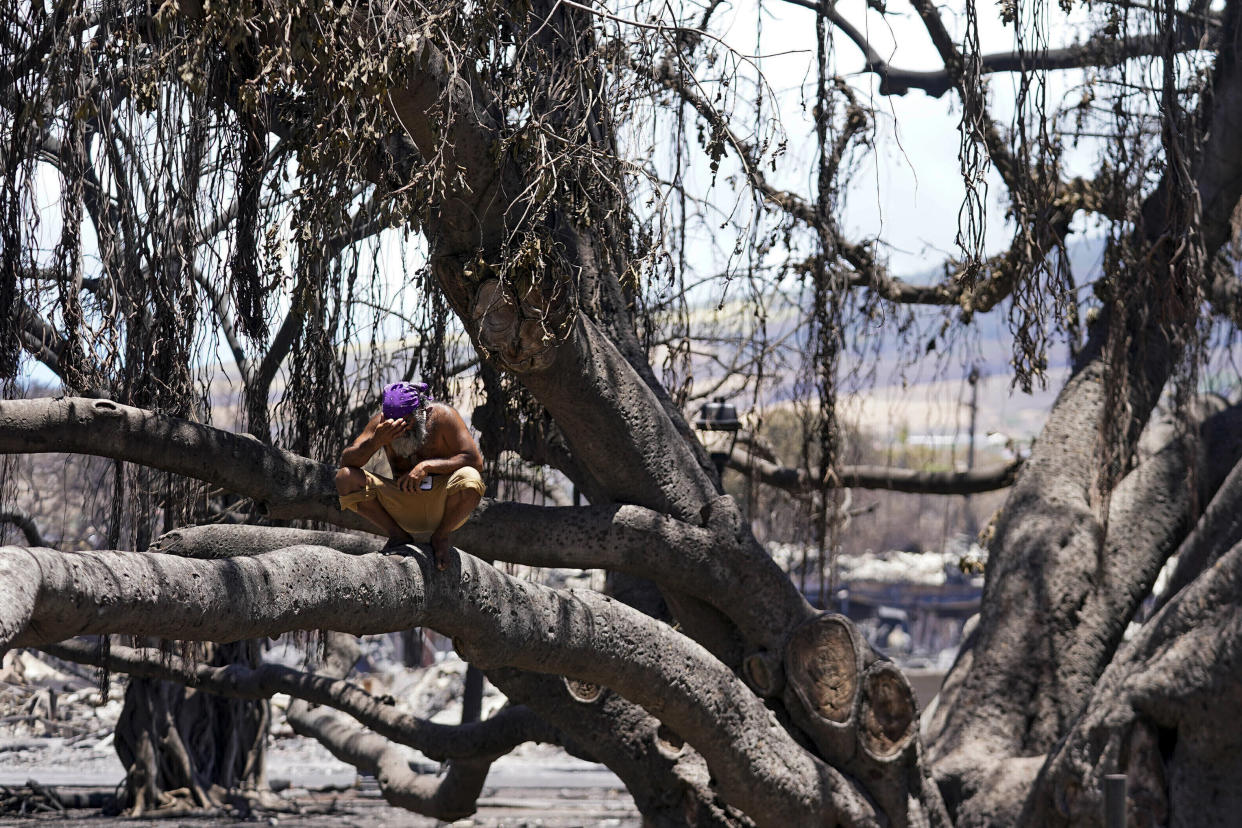 FILE - A man reacts as he sits on the Lahaina historic banyan tree damaged by a wildfire on Friday, Aug. 11, 2023, in Lahaina, Hawaii. (AP Photo/Rick Bowmer, File)