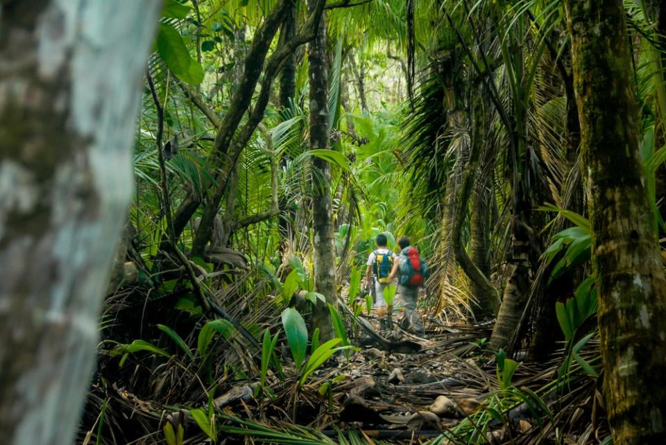backpackers hiking through jungle