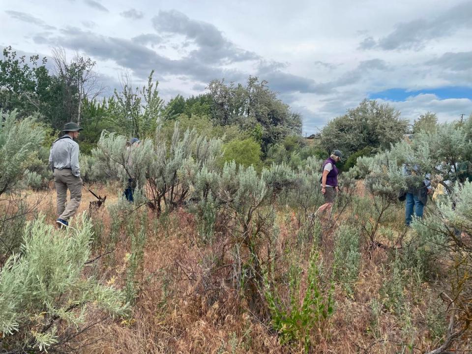 Members of the Lower Columbia Basin Audubon Society investigate a 10-acre clearing in Richland’s W.E. Johnson Park that’s part of an environmental restoration project.