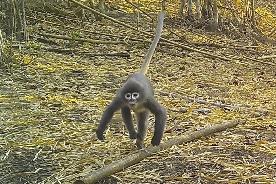 In this undated photo, a Popa langur moves along a forest floor. The Popa langur is among 224 new species listed in the World Wildlife Fund's latest update on the Mekong region. The conservation group's report released Wednesday, Jan. 26, 2022, highlights the need to protect the rich biodiversity and habitats in the region, which includes Vietnam, Cambodia, Laos, Thailand and Myanmar. (World Wildlife Foundation via AP)