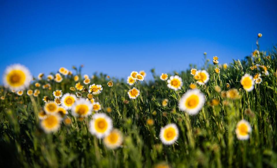 Coastal tidytips bloom in California Valley in March 2024. Brittany App/appsphotography.com