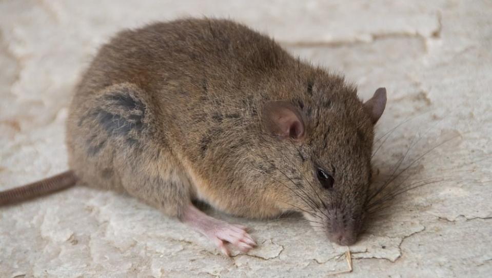 The rat-like Bramble Cay melomys has not been spotted in its habitat, which is a sandy island in far northern Australia since a decade