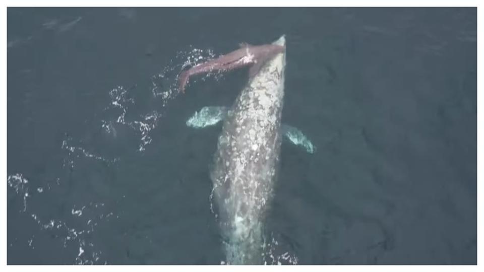25年來第一次！賞鯨船幸運見證灰鯨分娩瞬間…母子調皮互動全錄下