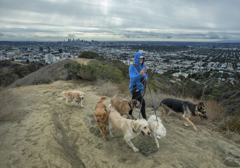 LOS ANGELES, CA-OCTOBER 26, 2022:Dog walker Kara Brownlee, 35, of Burbank, makes her way with the animals along the West Ridge Trail as part of a 4.2 mile hike on an overcast morning at Runyon Canyon Park in Los Angeles. (Mel Melcon / Los Angeles Times)