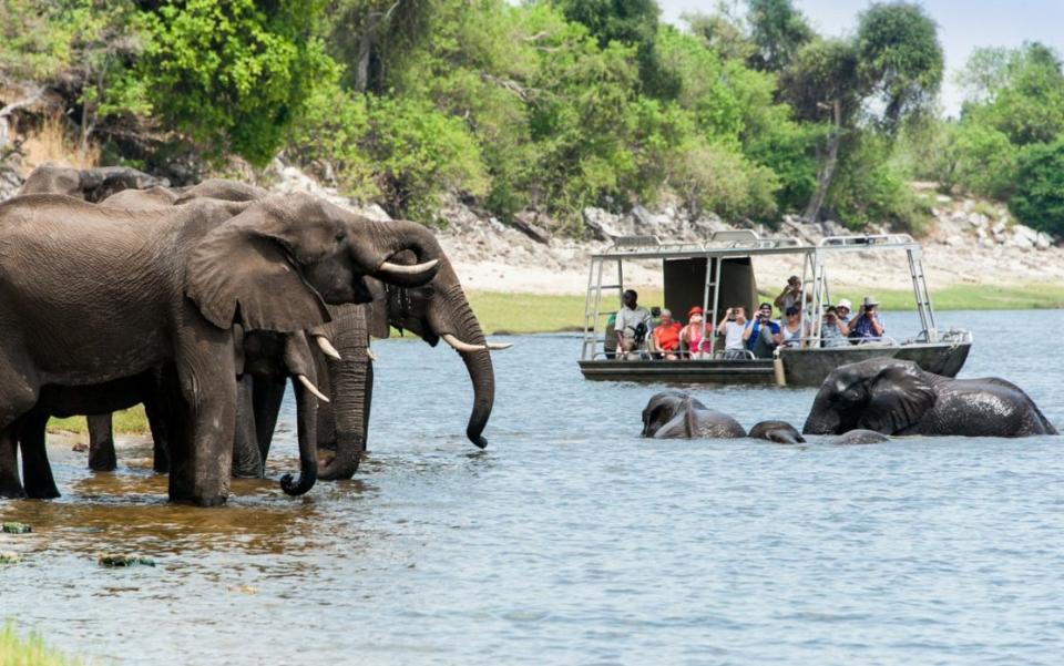 Watch elephants come to drink as you drift down the Chobe River