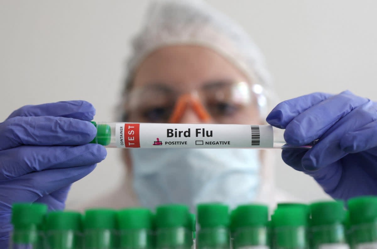 Human cases of bird flu are rare and risk of transmission is low (REUTERS)