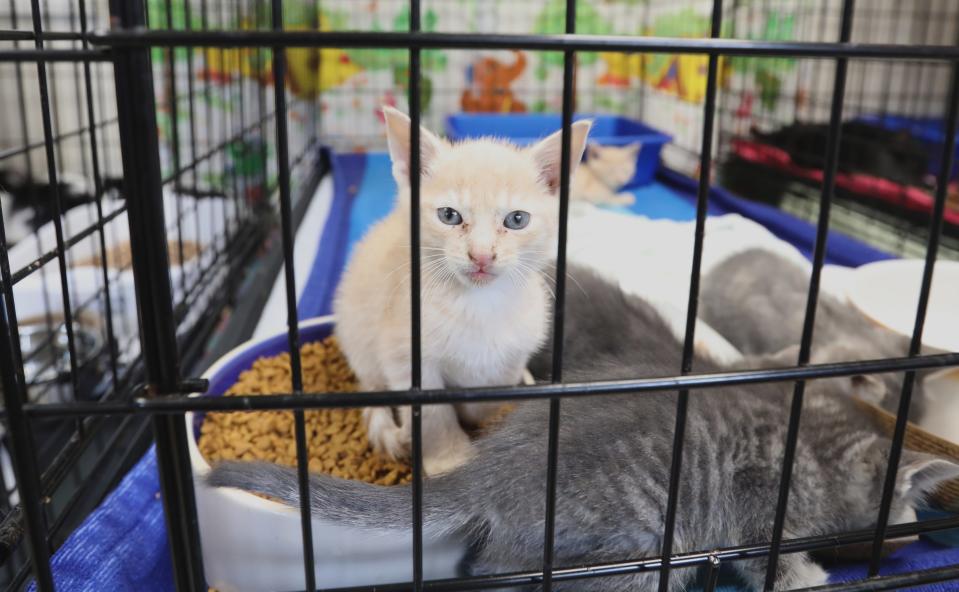 Kittens kept in a cage at the Hi Tor Animal Care Center in Ramapo Sept. 22, 2023.