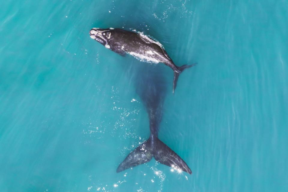 <p>Una cría recién nacida de ballena franca austral nada con su madre en Ciudad del Cabo, Sudáfrica.<br><br>Foto: <a rel="nofollow noopener" href="http://www.dronestagr.am/" target="_blank" data-ylk="slk:Dronestagram;elm:context_link;itc:0;sec:content-canvas" class="link ">Dronestagram</a>/LukeMaximoBell </p>