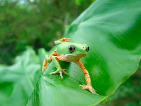 Liberia is safe to visit – so why not start planning a trip? - Credit: GETTY