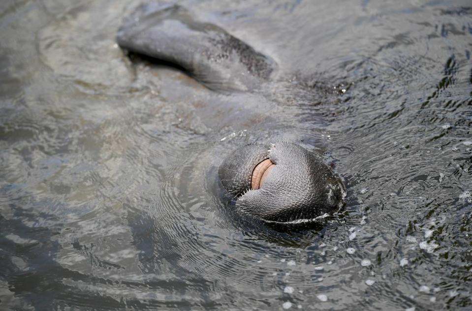 06/22/21—A young manatee frolics in a canal in the waters of Terra Ceia. The State of Florida wants to preserve 2,300 acres of environmentally sensitive Terra Ceia mangrove swamps and flatwoods.