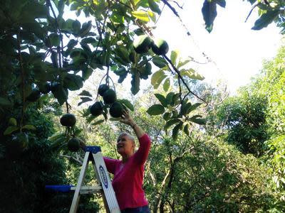 Fort Myers tropical fruit grower Madeline Bohannon cultivates wide variety of exotica including red wax jambu.