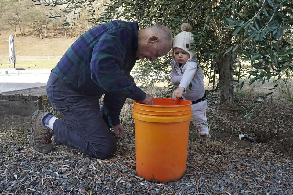 Former California Gov. Jerry Brown gets help harvesting olives from 21-month-old Mae Callahan Johnson, at his ranch near Williams, Calif., Saturday, Oct. 30, 2021. Mae's mother, Jamie Callahan, a former member of Brown's governor's office staff, was one of the more than two dozen friends and old colleagues who made their way to Brown's rural Colusa County ranch to help with the olive harvest. (AP Photo/Rich Pedroncelli)