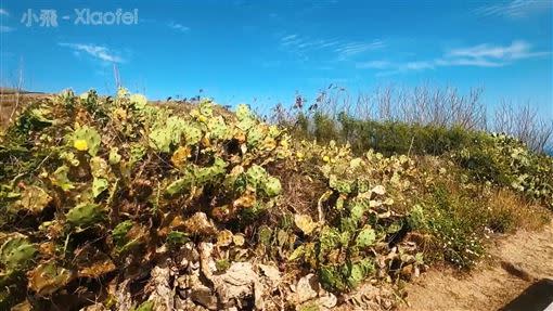 除了蔚藍海洋之外，望安嶼也有許多鬱鬱蔥蔥的植物。（圖／Xiaofei小飛 授權）