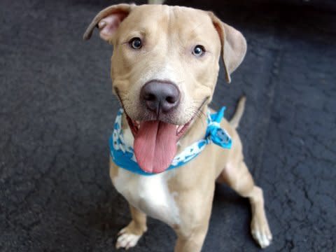 Sully gives great hugs. He is a sweet, loving pup. Here's <a href="http://www.petharbor.com/pet.asp?uaid=NWYK.A1053071" target="_blank">Sully's adoption listing</a>. Meet this affectionate, playful, approximately 10-month-old pup at ACC&rsquo;s Manhattan Care Center at 326 E. 110th St., or email adoption@nycacc.org with his A#A1053071. Find out more from <a href="https://www.facebook.com/NYCACC/">Animal Care Centers of NYC</a>.