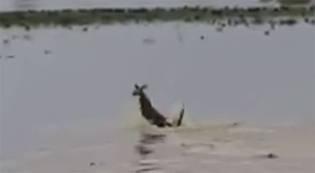 The moment the baby roo can be seen bounding through the water. Source: Frank Standfast/Facebook