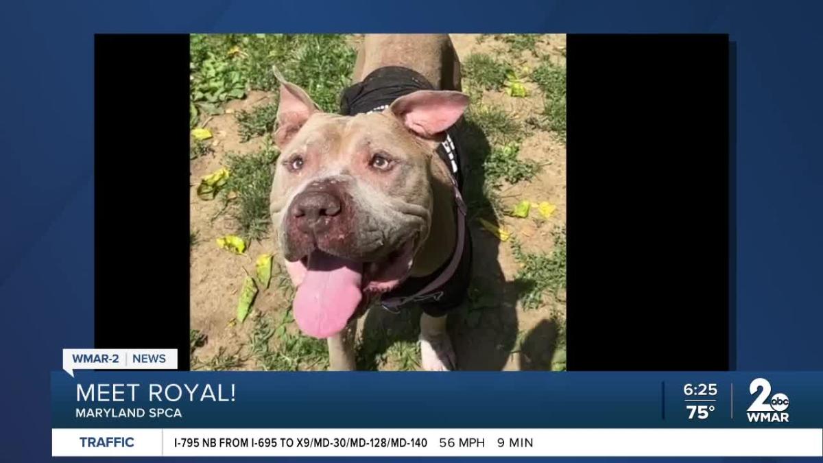 ASPCA declares South Jersey dog its National Dog of the Year - CBS  Philadelphia