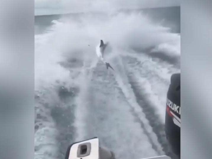 A video of men dragging a shark behind a boat in June 2017 went viral: Florida Fish and Wildlife Conservation Commission