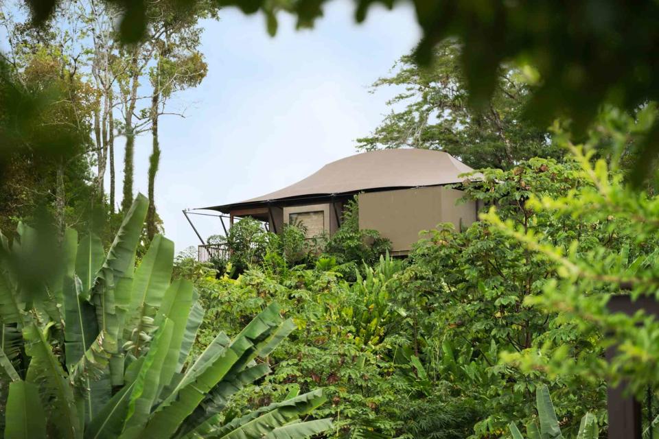 <p>Ozzie Hoppe</p> Sleeping in the treetops at Nayara Tented Camp.