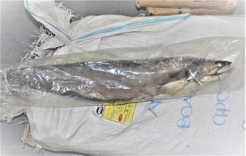 Image: Banned catfish from smuggling operation (HSINewYork / via Twitter)