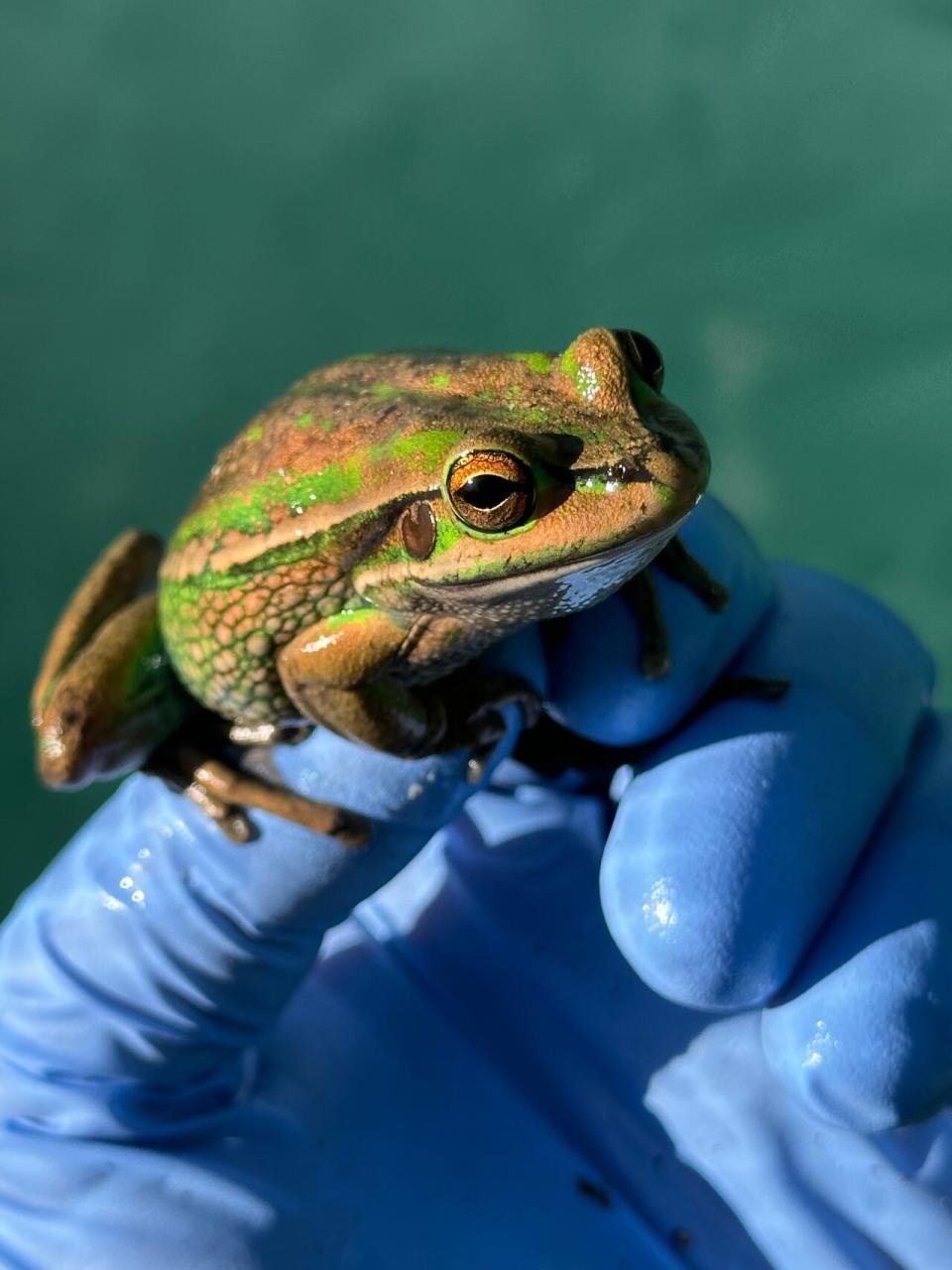 A green and golden bell frog sits on a gloved hand. June 21, 2024. 
