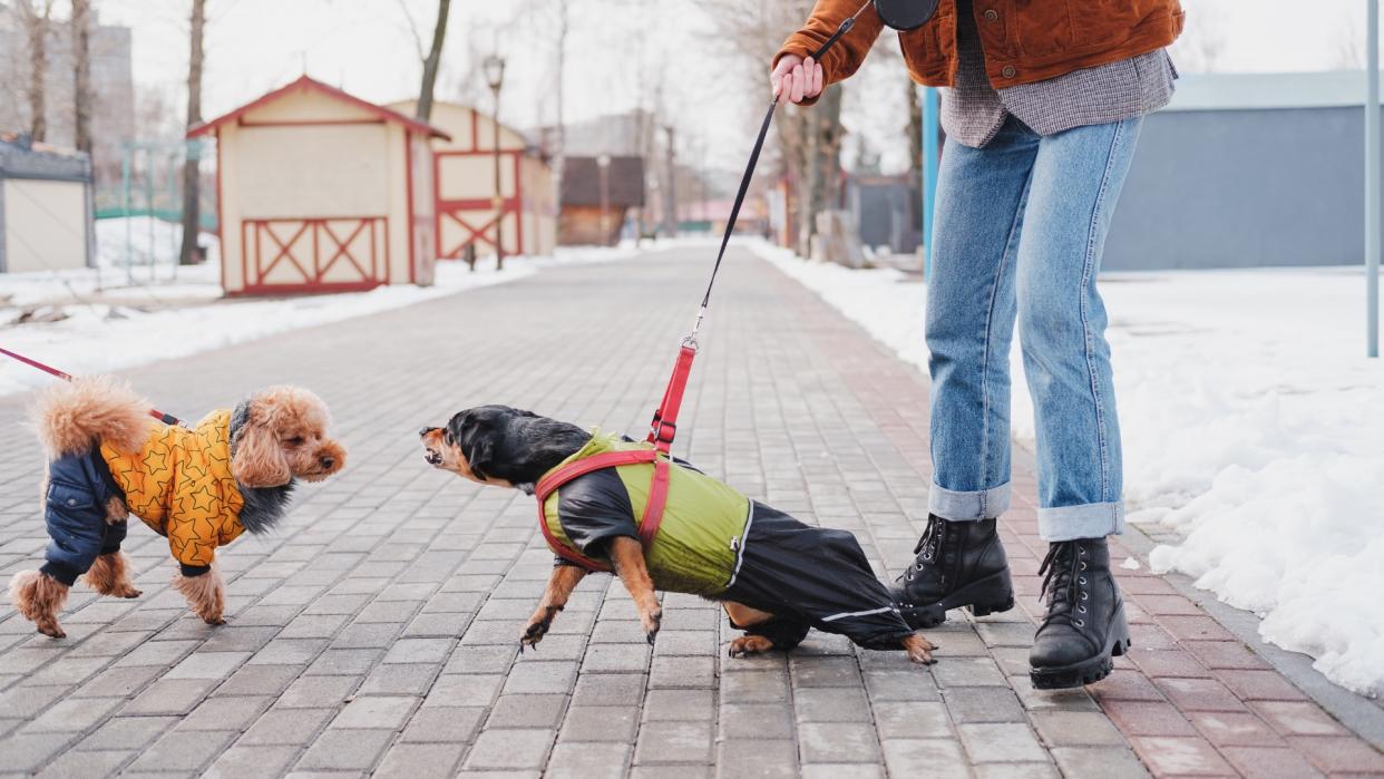  Woman holding her disobedient dachshund on a leash as he lunges at another dog 