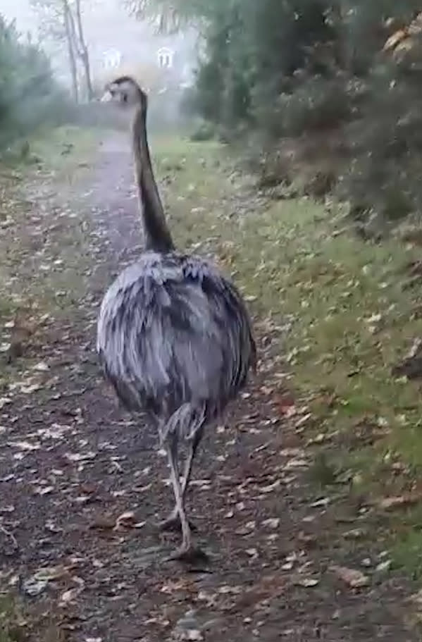 Rhea in England