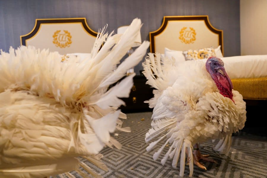 The turkeys who will receive a Presidential Pardon at the White House ahead of Thanksgiving enjoy their hotel room, Sunday Nov. 19, 2023, at the Willard InterContinental Hotel in Washington. (AP Photo/Jacquelyn Martin)