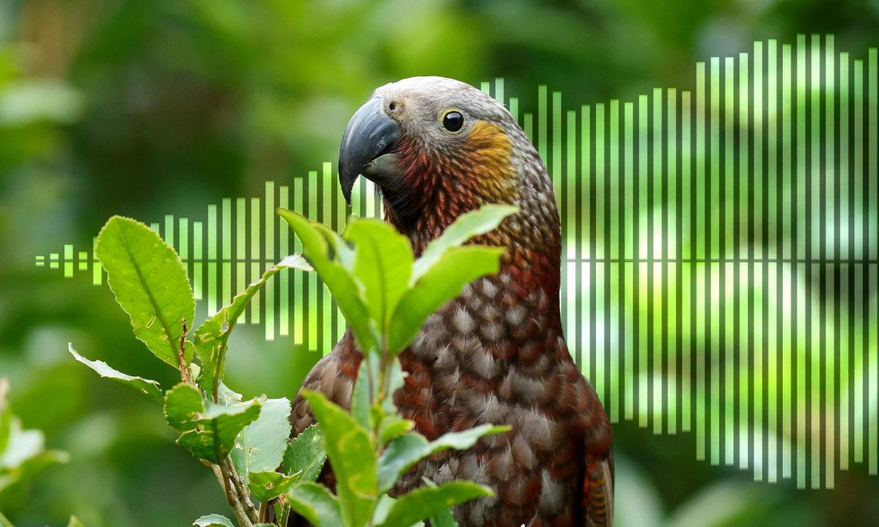 <span>A kākā at Zealandia ecosanctuary, Wellington, New Zealand.</span><span>Illustration: Guardian Design/Hagen Hopkins</span>