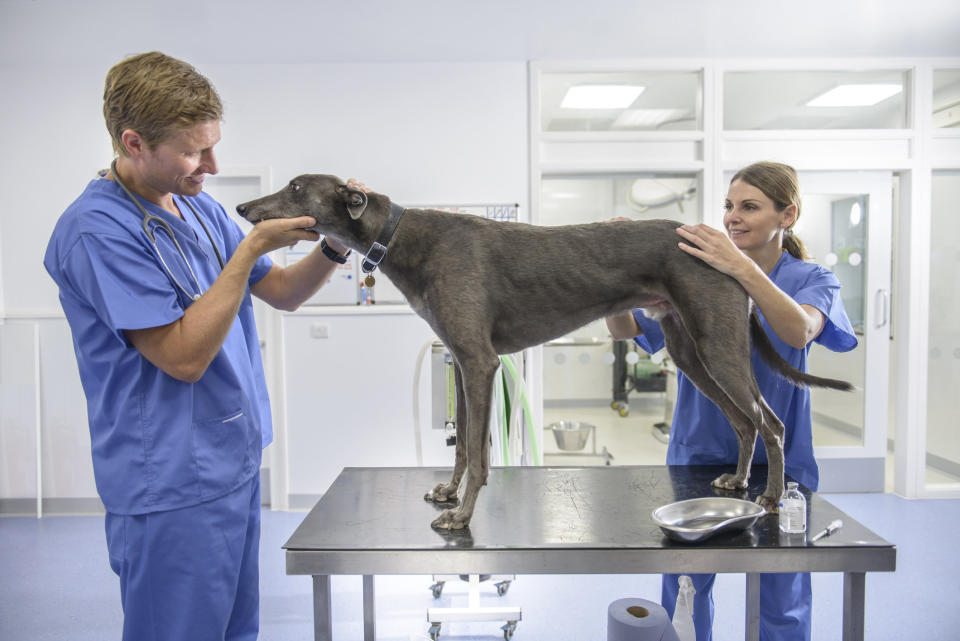 dog at the vet