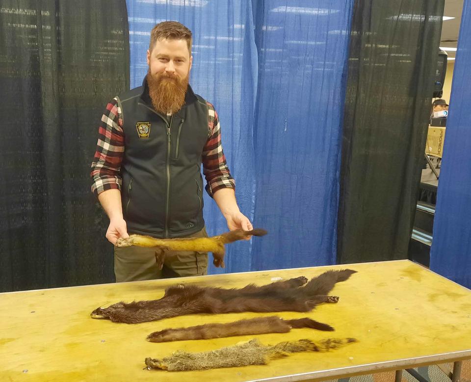 Thomas Keller, furbearer biologist with the Pennsylvania Game Commission, holds the pelt of an American Marten. It's about the size of a large squirrel. The other pelts for comparison, from front to back are a fox squirrel, mink and fisher.