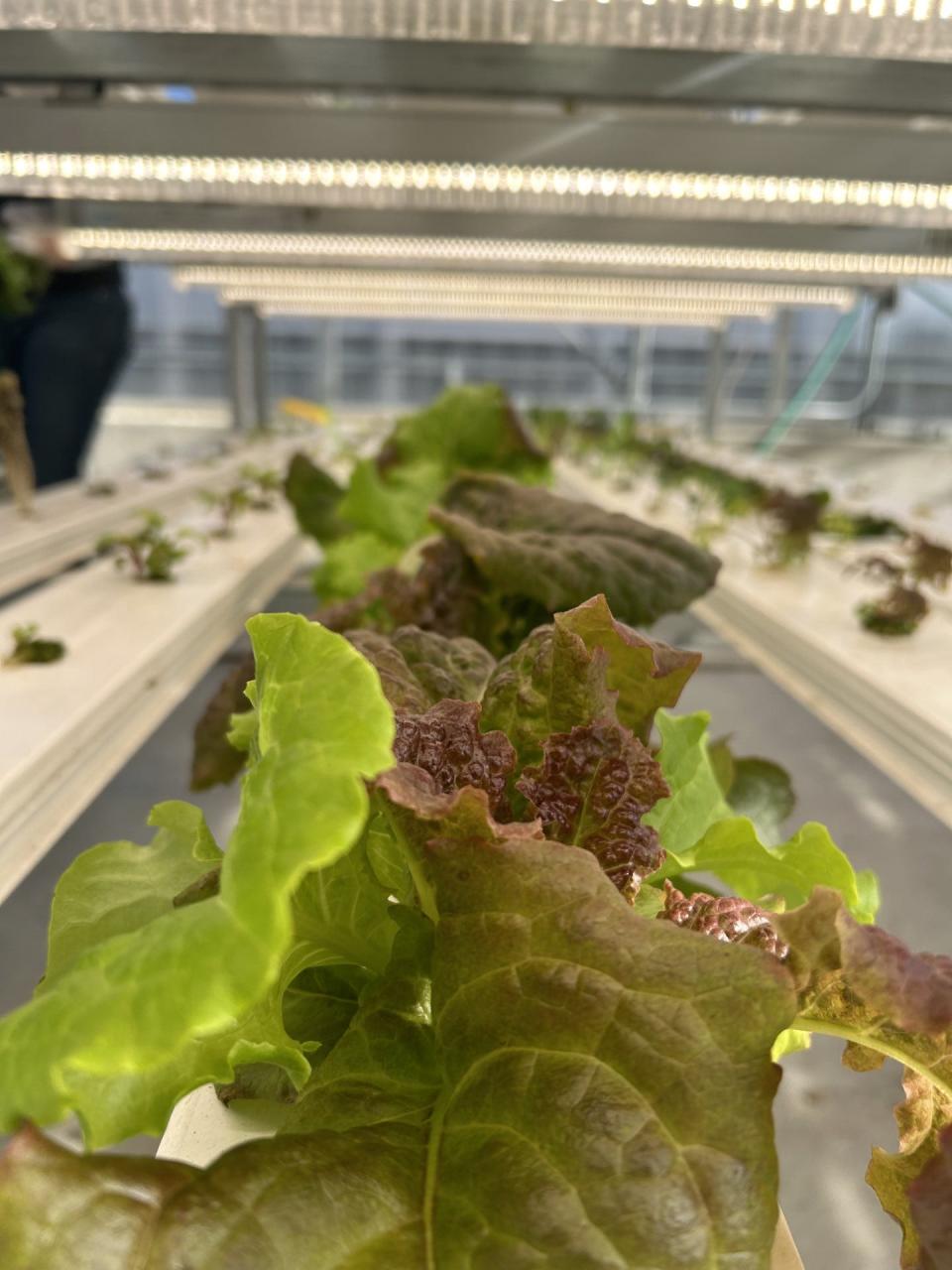 A crop of lettuce is growing in the Honesdale High School greenhouse, which serves as the teaching lab for the Agricultural Program, which began in 2017. The four-year program covers the many facets of agriculture as a potential career track, with about 50 students enrolled in the 2023-2024 school year. Agriculture education had been dropped from the curriculum decades ago and Honesdale is the first in Wayne County to bring it back.