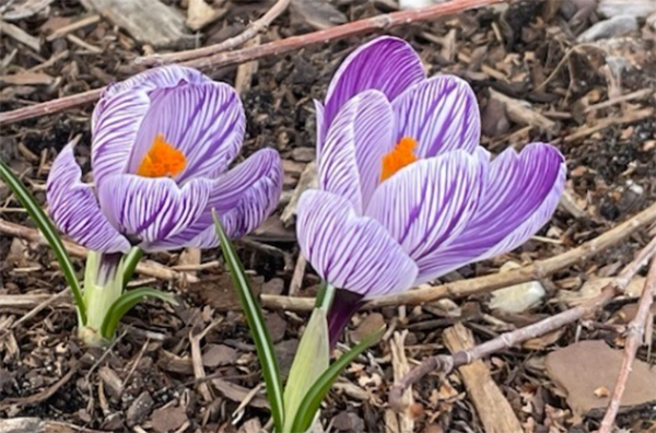 Crocus brighten the bare earth in the author's Petoskey garden, a harbinger of spring.