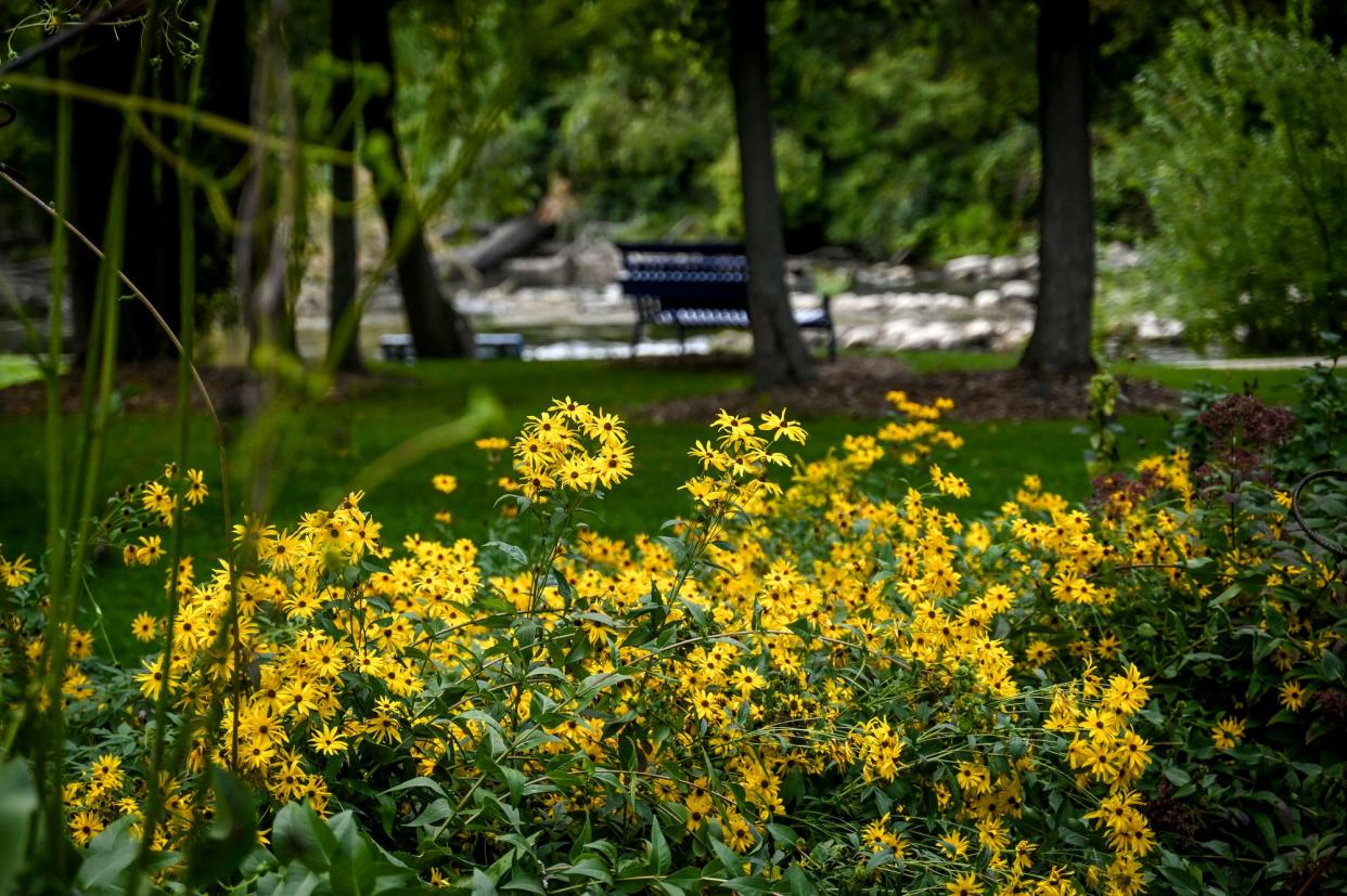 A patch of black-eyed Susans are seen in a local park, but the native wildflowers are also a common sight along highways or open meadows.