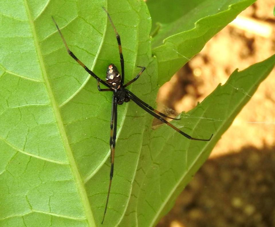 A male southern black widow spider is seen in this file photo.