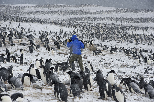 <b>Frozen Planet, BBC One, Wed, 9pm</b><br><b> Episode 2</b><br><br>Cameraman Mark Smith filming Adélie penguins in early Spring. Frequent snow storms with winds of up to 150mph kept both team members on their toes throughout their four months working alone at Cape Crozier, Antarctica. These unseasonal snow storms are spring’s ‘sucker punch’ - the water warms faster than the land and pulls cold air down from the continent. Entire penguin colonies can be killed by these savage storms because the penguins refuse to leave their eggs even if they are completely covered in metres of snow.