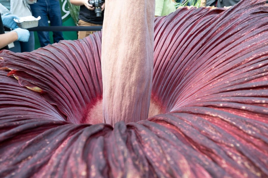 Colorado State University’s Corpse Flower named Cosmo bloomed for the first time early on May 26, emitting an odor that has been described with words like putrid and pungent and compared to that of decaying flesh. (John Eisele, Colorado State University photography)