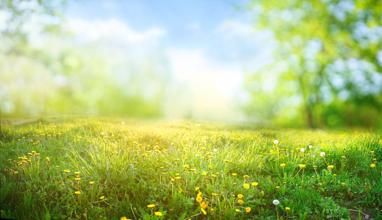 Der März geht mild weiter, mit zum Wochenende hin reichlich Sonne und Temperaturen bis zu 16 Grad. (Bild: Getty Images)