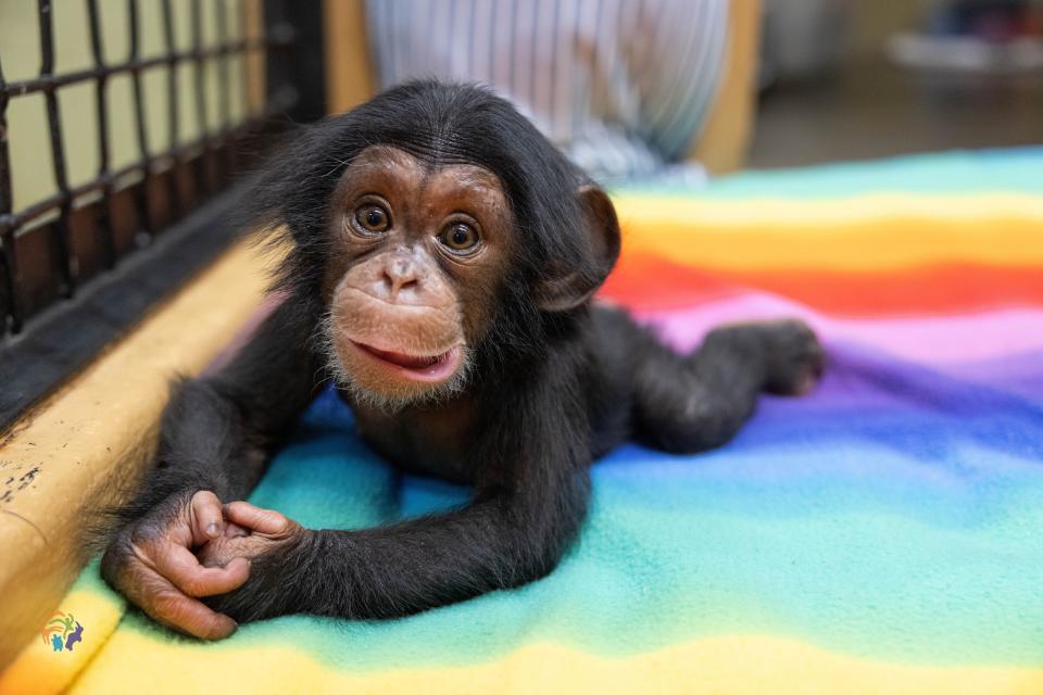 Stevie the chimp, just a few weeks after her April birthday. Now 8 months old, she can be seen at Zoo Knoxville.