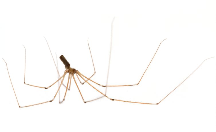 <span class="caption">Pholcidae – or Daddy Long-legs spider: the cannibal in the room.</span> <span class="attribution"><span class="source">nelic via Shutterstock</span></span>