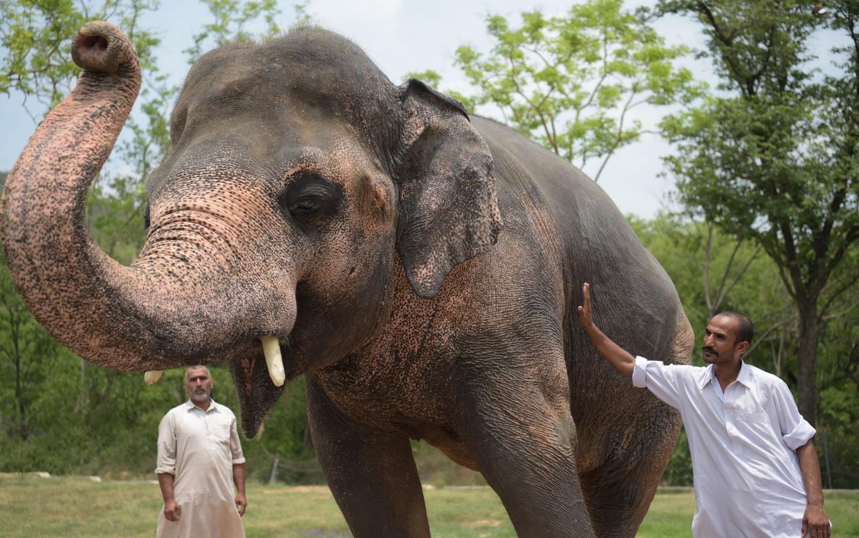 Pakistani elephant Kaavan at the Marghazar Zoo in Islamabad - AFP