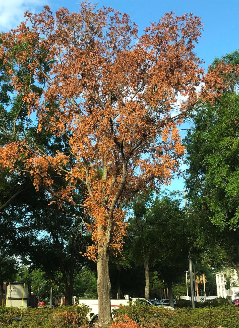 This tree died seemingly overnight. A combination of root disease and the hot dry weather affected its ability to take in enough water.