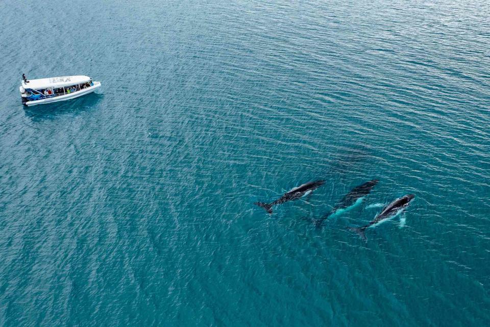 <p>Courtesy of Pacific Whale Foundation</p> Humpbacks in Platypus Bay, in eastern Australia.