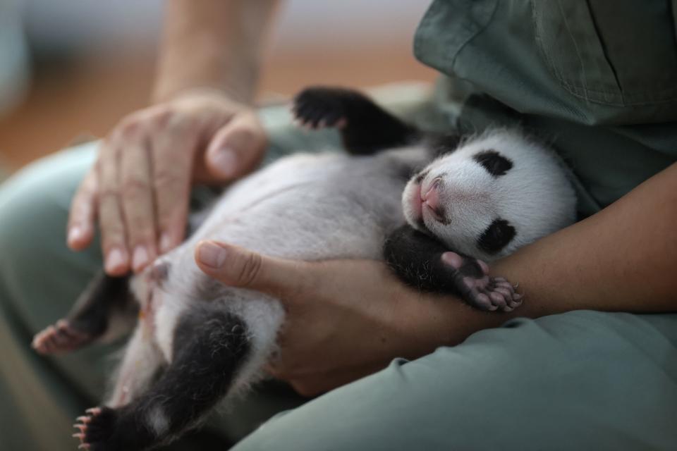 TOPSHOT – This photo taken on September 15, 2022 shows a keeper holding a panda cub at the Sibao Science Park in Xian in China’s northern Shaanxi province. (Photo by AFP) / China OUT (Photo by STR/AFP via Getty Images)