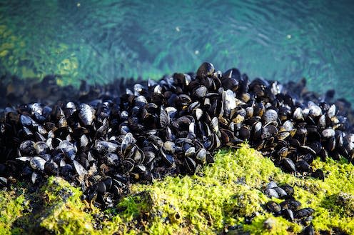 <span class="caption">Tiny pieces of plastic litter have a harmful impact on marine animals, including mussels.</span> <span class="attribution"><a class="link " href="https://www.shutterstock.com/image-photo/mussels-on-rocks-229688521" rel="nofollow noopener" target="_blank" data-ylk="slk:Popova Tetiana/Shutterstock;elm:context_link;itc:0;sec:content-canvas">Popova Tetiana/Shutterstock</a></span>