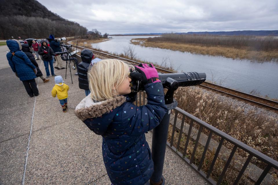 Bird watchers gaze at tundra swans and other waterfowl Nov. 12, 2022 on the Mississippi River from an overlook in Brownsville, Minnesota.