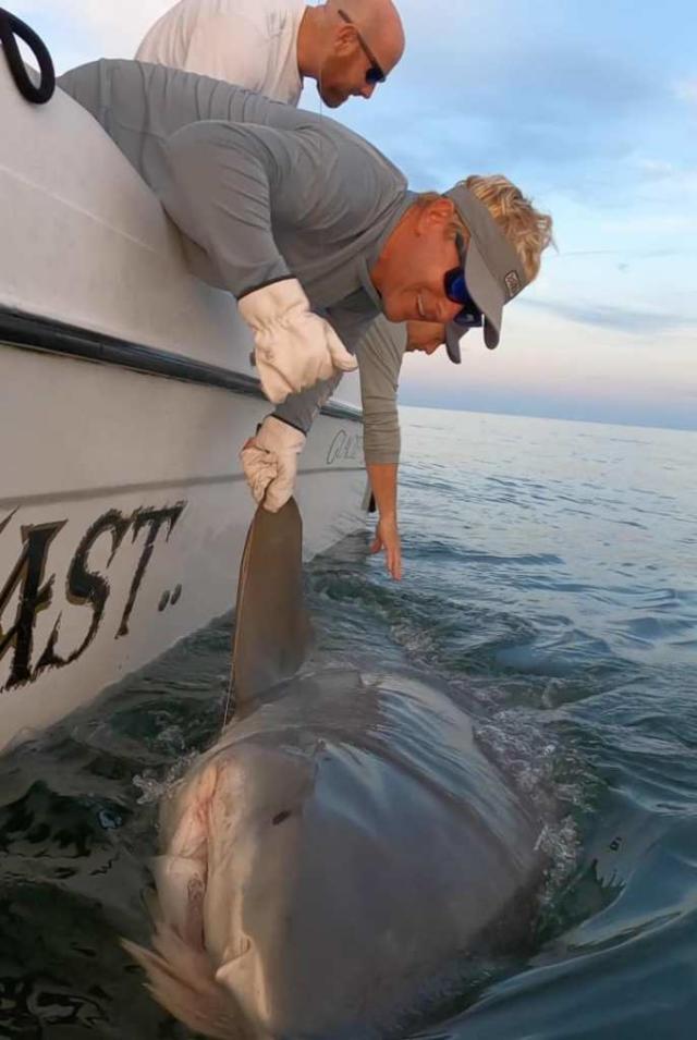 Massive tiger shark landed during 'team-building' fishing trip