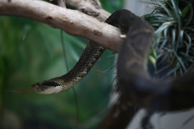 Brazilian study uses fruits compound to neutralize snake poison